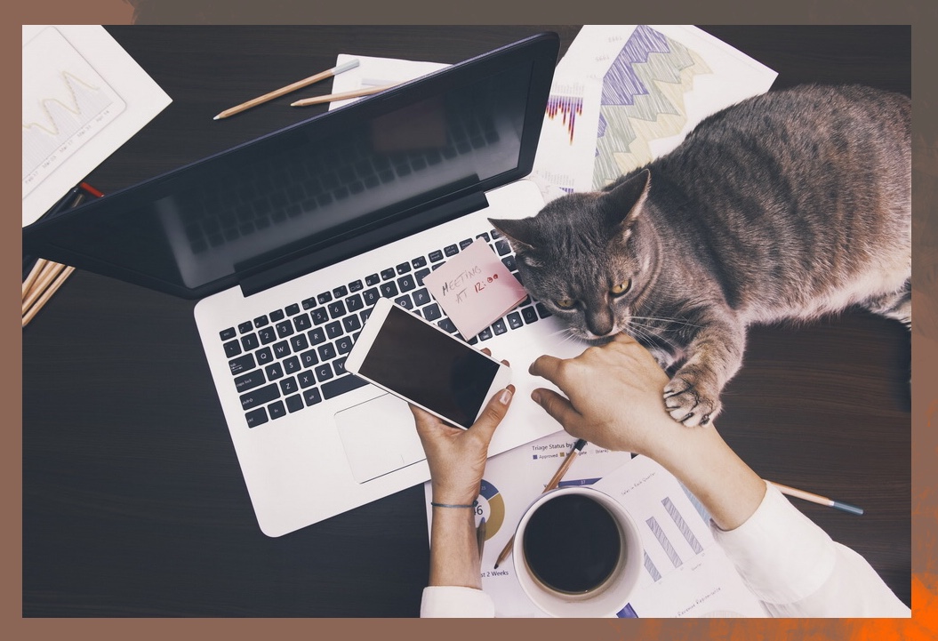 Удаленная работа за ноутбуком и с котом